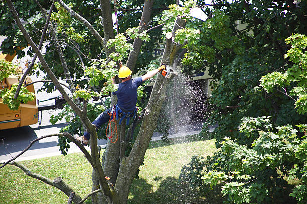 Best Emergency Tree Removal  in Trenton, OH